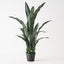 2 x Sansevieria Plant