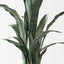 2 x Sansevieria Plant