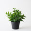 2 x Philodendron Plant