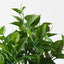 2 x Philodendron Plant