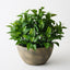 Philodendron Plant in Bowl