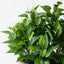 Philodendron Plant in Bowl