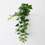 6 x Philodendron Hanging Plant
