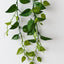 6 x Philodendron Hanging Plant