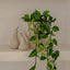 6 x Philodendron Hanging Plant