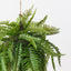 Fern Boston Hanging Ball