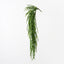 6 x Rhipsalis Hanging Bush