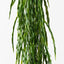 6 x Rhipsalis Hanging Bush
