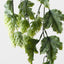 6 x Hops Hanging Bush