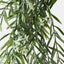 12 x Star Cluster Acacia Hanging Bush