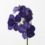 6 x Orchid Vanda