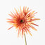 12 x Gerbera Spider