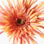 12 x Gerbera Spider