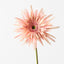 Gerbera Spider