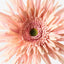 Gerbera Spider