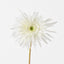 12 x Gerbera Spider