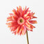 12 x Gerbera Hybrid