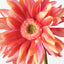12 x Gerbera Hybrid
