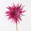 12 x Gerbera Spider