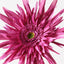12 x Gerbera Spider