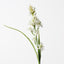 12 x Tuberose