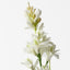 12 x Tuberose