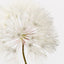 12 x Dandelion