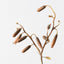 12 x Magic Bells Spray