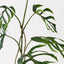 2 x Monstera Dilacerata Stem