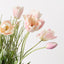 2 x Tulip Hybrid Mix Bundle