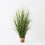 2 x Grass Reed Plant