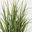 2 x Grass Reed Plant