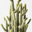 2 x Cactus Lady Finger Plant