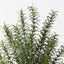 4 x Rosemary Plant