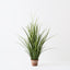 2 x Grass Reed Plant