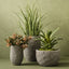 2 x Grass Reed Plant