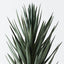 2 x Yucca Plant