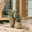 Agave Plant