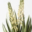 2 x Agave Flowering Plant