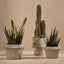 2 x Agave Flowering Plant