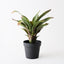 2 x Bromeliad Plant