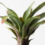 2 x Bromeliad Plant