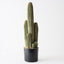 2 x Cactus Saguaro Plant