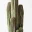 2 x Cactus Saguaro Plant