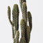 2 x Cactus Key Tree Plant