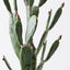 Cactus Prickly Pear Plant