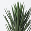 2 x Yucca Plant