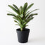 2 x Bromeliad Plant