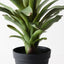 2 x Bromeliad Plant