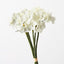 12 x Narcissus Bouquet